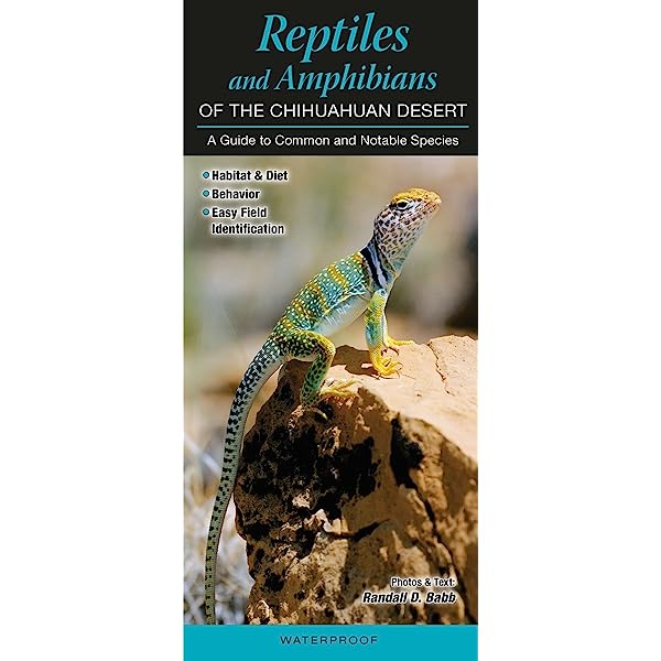 Reptiles and Amphibians of the Chihuahuan Desert (Laminated)